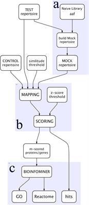 A Computational Pipeline for the Extraction of Actionable Biological Information From NGS-Phage Display Experiments